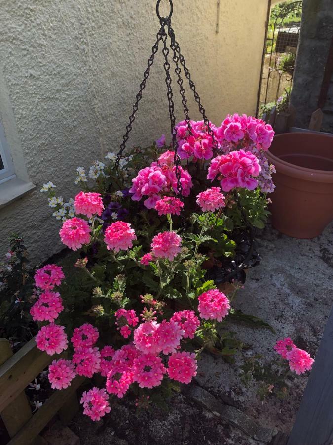 Vine Cottage Penpillick エクステリア 写真